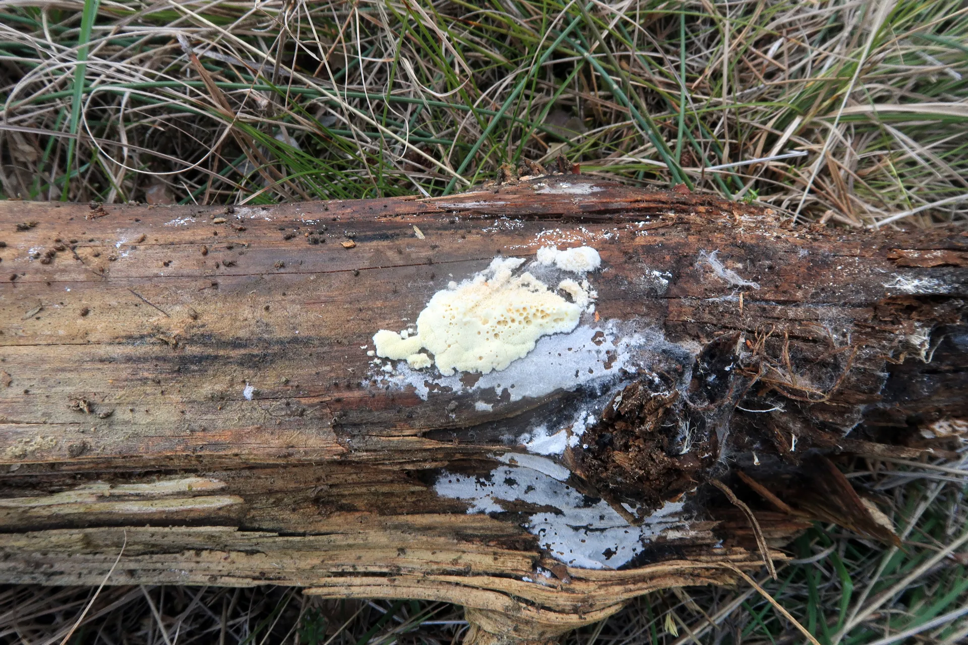 Oligoporus rennyi - 1 - IMG_9028